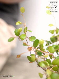 C[vc F X|bg V_[^ 픫iVRӐ΁j C[ OhJo[ 鐫A A  f eRb^  ubN  ی` ϗtA A  ĕJ