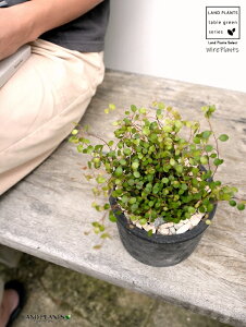 C[vc F X|bg V_[^ 픫iVRӐ΁j C[ OhJo[ 鐫A A  f eRb^  ubN  ی` ϗtA A  ĕJ