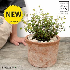 C[vc F X|bg V_[^ 픫iVRӐ΁j C[ OhJo[ 鐫A A  f eRb^  uE  ی`  ĕJ[h