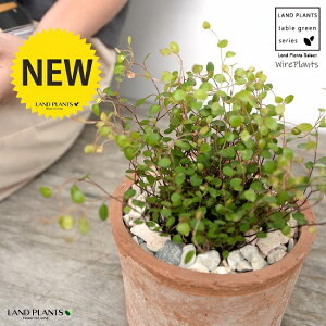 C[vc F X|bg V_[^ 픫iVRӐ΁j C[ OhJo[ 鐫A A  f eRb^  uE  ی`  ĕJ[h