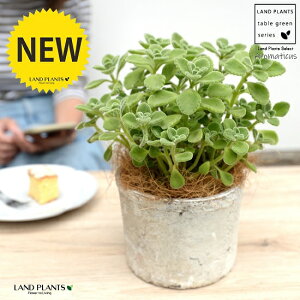 ハーブ 鉢 観葉植物の人気商品 通販 価格比較 価格 Com