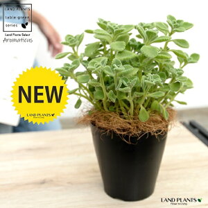 yz A}eBJX 4 F vX`bNyRRt@Co[z vNgTX LoIKm n[u n[ueB[ X[v~g Hp  A v v 12cm|bg c c