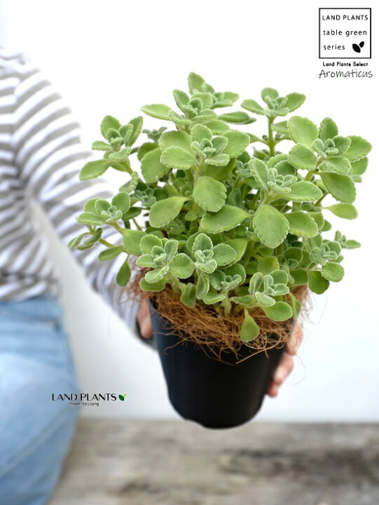 楽天市場 お試し アロマティカス ゴキブリを寄せ付けない 4号 黒色 プラスチック鉢 ココファイバー プレクトランサス キュバンオレガノ ハーブ ハーブティー スープミント 食用 鉢 鉢植え プラ プラ鉢 12cmポット 苗 苗木 ブラック 観葉植物 Land Plants 楽天市場 お試し アロマティカス ゴキブリを寄せ付けない 4号 黒色 プラスチック鉢 ココファイバー プレクトランサス キュバンオレガノ ハーブ ハーブティー スープミント 食用 鉢 鉢植え プラ プラ鉢 12cmポット 苗 苗木 ブラック 観葉植物 Land Plants