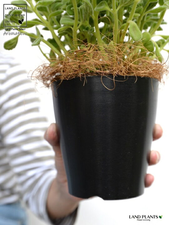 楽天市場 お試し アロマティカス ゴキブリを寄せ付けない 4号 黒色 プラスチック鉢 ココファイバー プレクトランサス キュバンオレガノ ハーブ ハーブティー スープミント 食用 鉢 鉢植え プラ プラ鉢 12cmポット 苗 苗木 ブラック 観葉植物 Land Plants 楽天市場 お試し アロマティカス ゴキブリを寄せ付けない 4号 黒色 プラスチック鉢 ココファイバー プレクトランサス キュバンオレガノ ハーブ ハーブティー スープミント 食用 鉢 鉢植え プラ プラ鉢 12cmポット 苗 苗木 ブラック 観葉植物 Land Plants