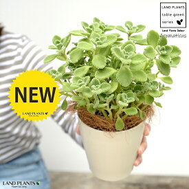 楽天市場 アロマティカス 多肉植物の通販