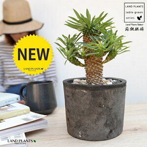 観葉植物 ソテツキリンの人気商品 通販 価格比較 価格 Com
