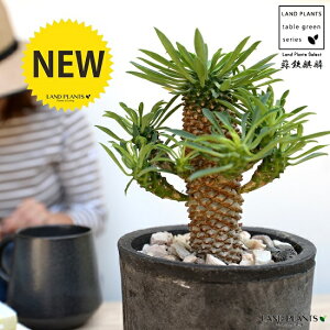 観葉植物 ソテツキリンの人気商品 通販 価格比較 価格 Com