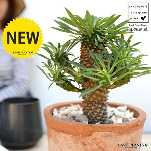 観葉植物 ソテツキリンの人気商品 通販 価格比較 価格 Com