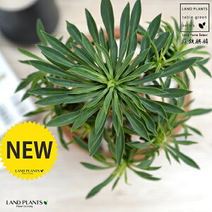 hSiفF\ecL F X|bg V_[^ 픫yVRӐ΁Eĕz pCibvR[ [tHrA hSL  i \ec hS \eci  A eR