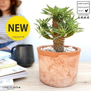 観葉植物 ソテツキリンの人気商品 通販 価格比較 価格 Com