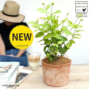 �A���r�A���W���X�~���i�仉ԁF�}�c���J�j ���F ���X�|�b�g �V�����_�[�^ ���픫�y�R�R�t�@�C�o�[�z �T���o�b�N�W���X�~�� �W���X�~�� �s�J�P �T���p�M�[�^ �� ���A�� �e���R�b�^ �f�Ă� 