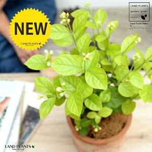 �W���X�~���i�仉ԁF�}�c���J�j ���F ���X�|�b�g �V�����_�[�^ ���픫�y�R�R�t�@�C�o�[�z �T���o�b�N�W���X�~�� �A���r�A���W���X�~�� �s�J�P �T���p�M�[�^ �� ���A�� �e���R�b�^ �f�Ă� 