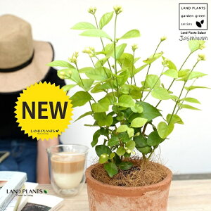 �i�仉ԁF�}�c���J�j�A���r�A���W���X�~�� ���F ���X�|�b�g �V�����_�[�^ ���픫�y�R�R�t�@�C�o�[�z �T���o�b�N�W���X�~�� �W���X�~�� �s�J�P �T���p�M�[�^ �� ���A�� �e���R�b�^ �f�Ă� 