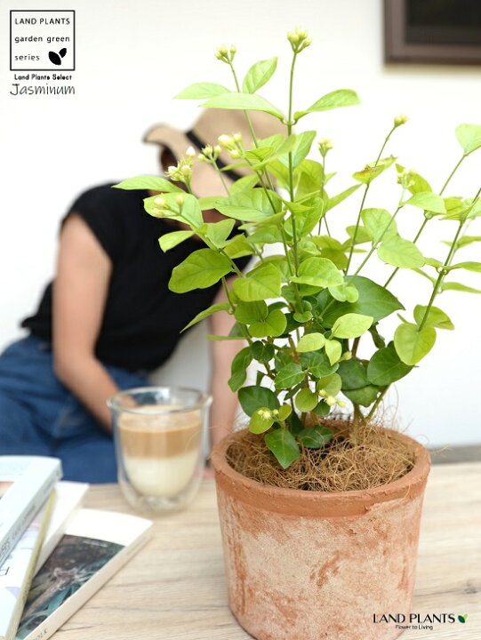 楽天市場 茉莉花 マツリカ アラビアンジャスミン 茶色 モスポット シリンダー型 陶器鉢 ココファイバー サンバックジャスミン ジャスミン ピカケ サンパギータ 鉢 鉢植え テラコッタ 素焼き Moss Pot 茶 ブラウン 観葉植物 香料用植物 送料無料 Land Plants