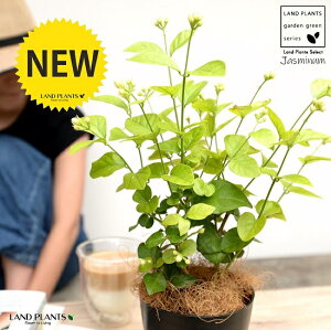 ジャスミン 鉢植えの人気商品 通販 価格比較 価格 Com ジャスミン 鉢植えの人気商品 通販 価格比較 価格 Com