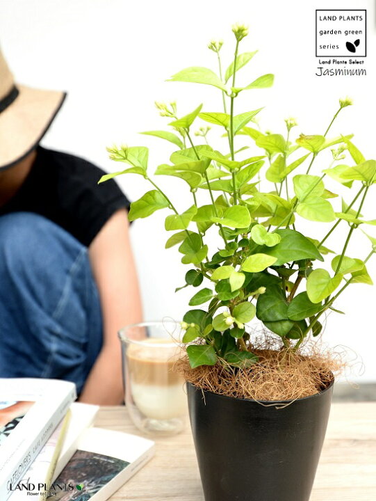 楽天市場 お試し アラビアンジャスミン 茉莉花 マツリカ ４号 黒色 プラスチック鉢 ココファイバー サンバックジャスミン ジャスミン ピカケ サンパギータ 鉢 鉢植え プラ プラ鉢 12cmポット 苗 苗木 黒 ブラック 観葉植物 Land Plants 楽天市場店