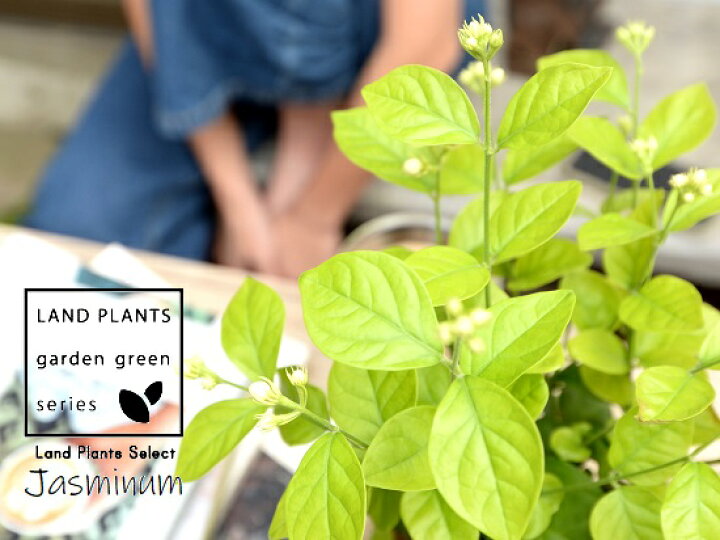 楽天市場 お試し アラビアンジャスミン 茉莉花 マツリカ ４号 黒色 プラスチック鉢 ココファイバー サンバックジャスミン ジャスミン ピカケ サンパギータ 鉢 鉢植え プラ プラ鉢 12cmポット 苗 苗木 黒 ブラック 観葉植物 Land Plants 楽天市場店