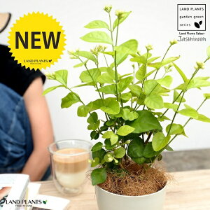 �y�������z�A���r�A���W���X�~���i�仉ԁF�}�c���J�j4�� ���F �v���X�`�b�N���y�R�R�t�@�C�o�[�z �T���o�b�N�W���X�~�� �W���X�~�� �s�J�P �T���p�M�[�^ �� ���A�� �v�� �v���� 12cm�|�b�g