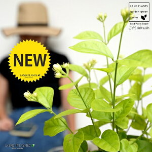 ジャスミン 鉢植えの人気商品 通販 価格比較 価格 Com ジャスミン 鉢植えの人気商品 通販 価格比較 価格 Com