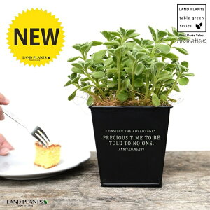 ミント 鉢植えの人気商品 通販 価格比較 価格 Com ミント 鉢植えの人気商品 通販 価格比較 価格 Com
