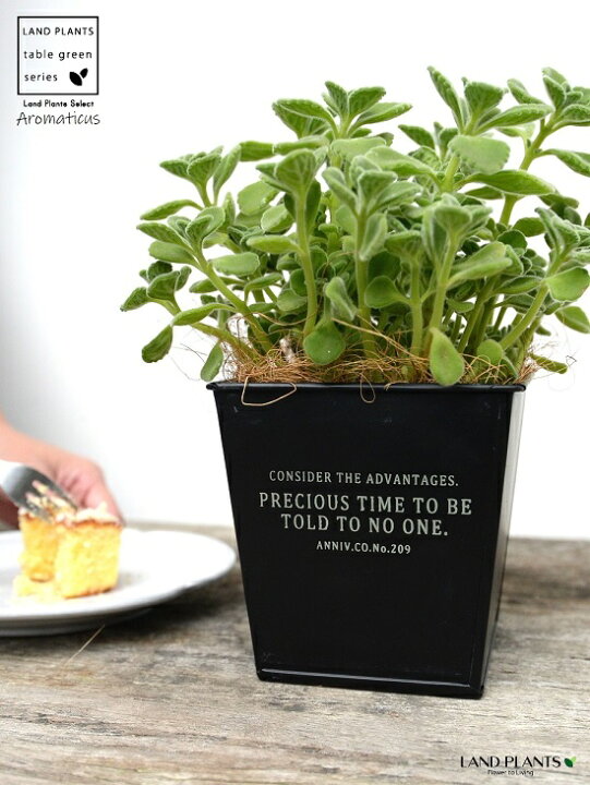 楽天市場 アロマティカス ホワイトロゴの 黒色 スクエア型 ブリキポット Sサイズ ココファイバー プレクトランサス キュバンオレガノ ハーブ ハーブティー スープミント 食用 鉢 鉢植え 鉢カバー 金属製 ブラック 観葉植物 送料無料 ゴキブリを寄せ付けない Land