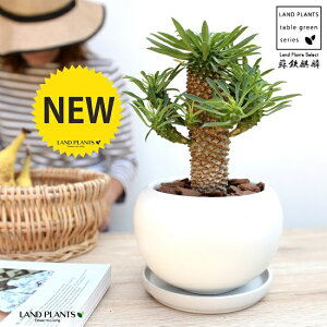 観葉植物 ソテツキリンの人気商品 通販 価格比較 価格 Com