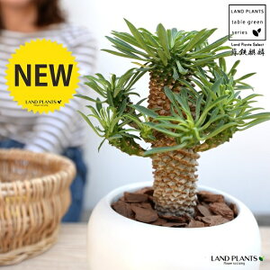 観葉植物 ソテツキリン Diy 工具の人気商品 通販 価格比較 価格 Com