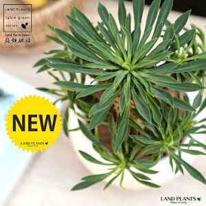 観葉植物 ソテツキリンの人気商品 通販 価格比較 価格 Com