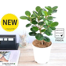 楽天市場 観葉植物 種類 植物 アロエ 花 観葉植物 花 ガーデン Diy の通販