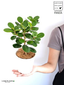 【希少植物】【お試し】 パンダガジュマル 4号 プラスチック鉢 白色 【ココファイバー】 ガジュマル がじゅまる パンダ 鉢植え 鉢 苗 苗木 観葉植物 白 ホワイト 丸 ラウンド