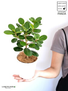 観葉植物 パンダガジュマルの人気商品 通販 価格比較 価格 Com