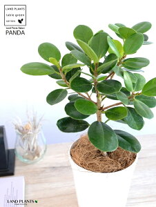 y󏭐Azyz p_KW} 4 vX`bN F yRRt@Co[z KW} ܂ p_ A  c c ϗtA  zCg  Eh