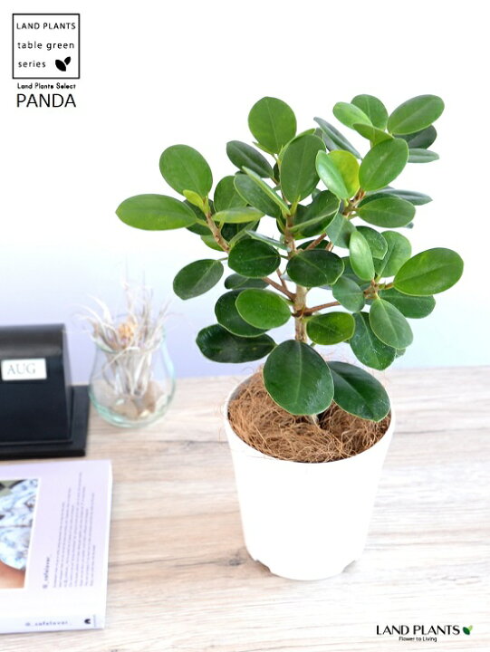 楽天市場】【希少植物】【お試し】 パンダガジュマル 4号 プラスチック 