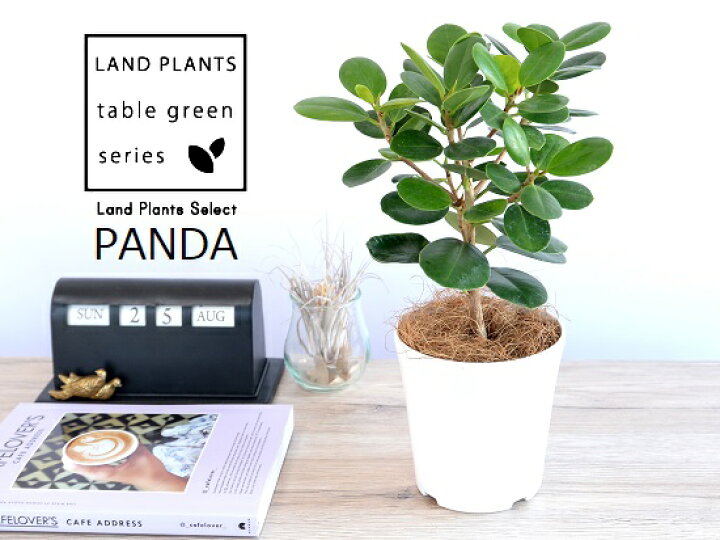 楽天市場 希少植物 お試し パンダガジュマル 4号 白色 プラスチック鉢 ココファイバー ガジュマル がじゅまる パンダ 鉢植え 鉢 苗 苗木 観葉植物 白 ホワイト 丸 ラウンド Land Plants 楽天市場店