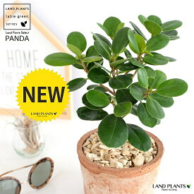 【希少植物】 ガジュマル（パンダ） 茶色 モスポット シリンダー型 陶器鉢 【天然砕石・育て方】 パンダガジュマル がじゅまる パンダ 鉢 鉢植え 苗 苗木 テラコッタ 素焼き MOSS POT 茶 ブラウン 観葉植物 送料無料