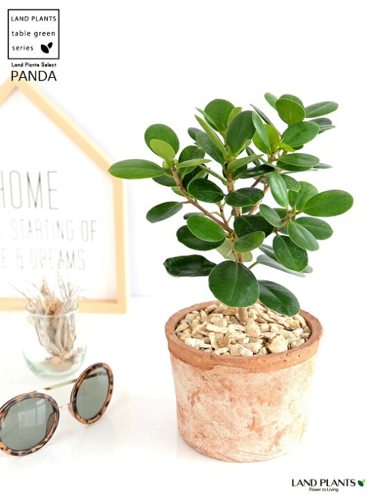 楽天市場 希少植物 ガジュマル パンダ 茶色 モスポット シリンダー型 陶器鉢 天然砕石 育て方 パンダガジュマル がじゅまる パンダ 鉢 鉢植え 苗 苗木 テラコッタ 素焼き Moss Pot 茶 ブラウン 観葉植物 送料無料 Land Plants 楽天市場店