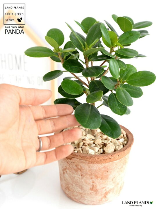 楽天市場 希少植物 パンダガジュマル 茶色 モスポット シリンダー型 陶器鉢 天然砕石 育て方 ガジュマル がじゅまる パンダ 鉢 鉢植え 苗 苗木 テラコッタ 素焼き Moss Pot 茶 ブラウン 観葉植物 送料無料 Land Plants 楽天市場店