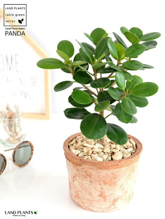 楽天市場 希少植物 ガジュマル パンダ 茶色 モスポット シリンダー型 陶器鉢 天然砕石 育て方 パンダガジュマル がじゅまる パンダ 鉢 鉢植え 苗 苗木 テラコッタ 素焼き Moss Pot 茶 ブラウン 観葉植物 送料無料 Land Plants 楽天市場店