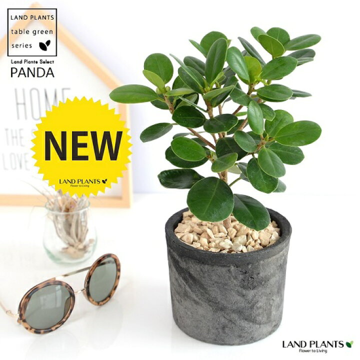 楽天市場 希少植物 パンダガジュマル 黒色 モスポット シリンダー型 陶器鉢 天然砕石 育て方 ガジュマル がじゅまる パンダ 鉢 鉢植え 苗 苗木 テラコッタ 素焼き Moss Pot 黒 ブラック 灰 観葉植物 送料無料 Land Plants 楽天市場店