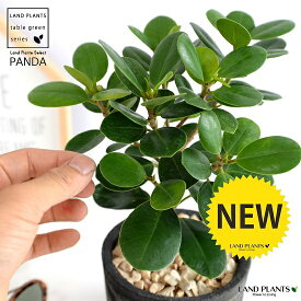 【希少植物】 ガジュマル（パンダ） 黒色 モスポット シリンダー型 陶器鉢 【天然砕石・育て方】 パンダガジュマル がじゅまる パンダ 鉢 鉢植え 苗 苗木 テラコッタ 素焼き MOSS POT 黒 ブラック 灰 観葉植物 送料無料