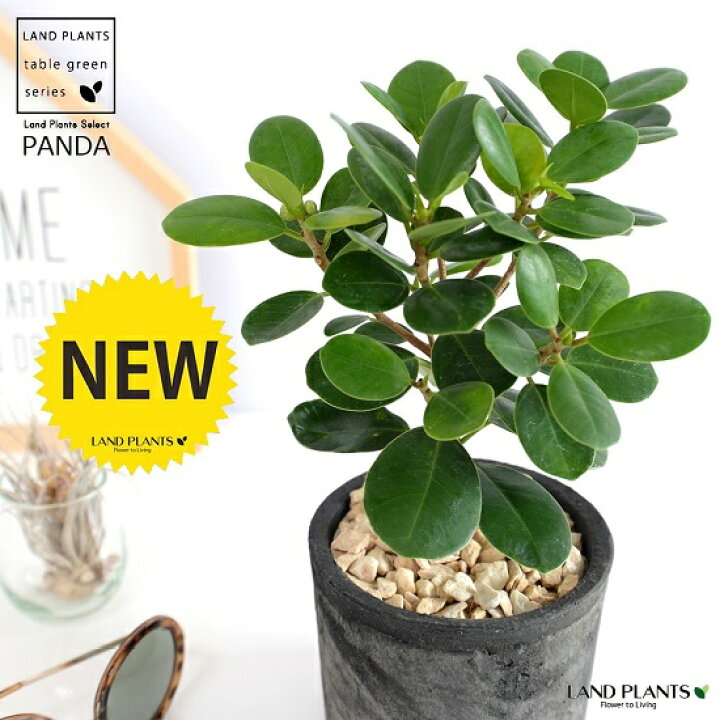 楽天市場 希少植物 ガジュマル パンダ 黒色 モスポット シリンダー型 陶器鉢 天然砕石 育て方 パンダガジュマル がじゅまる パンダ 鉢 鉢植え 苗 苗木 テラコッタ 素焼き Moss Pot 黒 ブラック 灰 観葉植物 送料無料 Land Plants 楽天市場店 楽天市場 希少植物 ガジュマル パンダ 黒色 モスポット シリンダー型 陶器鉢 天然砕石 育て方 パンダガジュマル がじゅまる パンダ 鉢 鉢植え 苗 苗木 テラコッタ 素焼き Moss Pot 黒 ブラック 灰 観葉植物 送料無料 Land Plants 楽天市場店