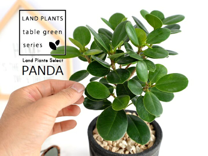 楽天市場 希少植物 ガジュマル パンダ 黒色 モスポット シリンダー型 陶器鉢 天然砕石 育て方 パンダガジュマル がじゅまる パンダ 鉢 鉢植え 苗 苗木 テラコッタ 素焼き Moss Pot 黒 ブラック 灰 観葉植物 送料無料 Land Plants 楽天市場店