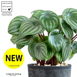 yy~AiTfV[j F X|bg V_[^ 픫yVRӐ΁Eĕz XCJyy~A AMCA XCJ؂ yy XCJ ̐A  A c c eRb