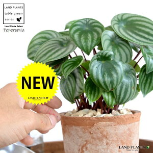 XCJyyiTfV[j F X|bg V_[^ 픫yVRӐ΁Eĕz XCJyy~A AMCA yy~A yy XCJ ̐A  A c c eRb