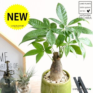 パキラ 陶器 観葉植物 観葉植物の人気商品 通販 価格比較 価格 Com