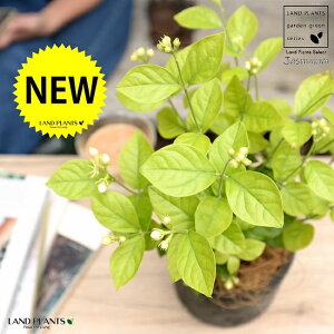 �}�c���J�i�A���r�A���W���X�~���j ���F ���X�|�b�g �V�����_�[�^ ���픫�y�R�R�t�@�C�o�[�z �仉� �T���o�b�N�W���X�~�� �W���X�~�� �s�J�P �T���p�M�[�^ �� ���A�� �e���R�b�^ �f�Ă� MO