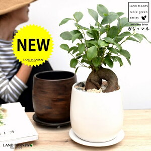 y2FzKW}i^Cvj F or EbhF 픫 STCY yVRӐ΁EMEĕz K炷 K̎  ܂̖ A  ۔ Eh uE EH[