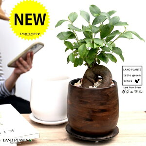 y2FzKW}i^Cvj EbhF or F 픫 STCY yVRӐ΁EMEĕz K炷 K̎  ܂̖ A  ۔ Eh uE EH[