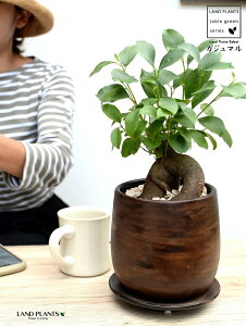 がじゅまる(幹太タイプ) ウッド風 ペイント陶器鉢 Sサイズ【天然砕石・受皿・育て方】 幸福をもたらす 多幸の樹 精霊 がじゅまるの木 鉢植え 鉢 丸鉢 ブラウン 茶色 茶 こげ茶 ウォールナ