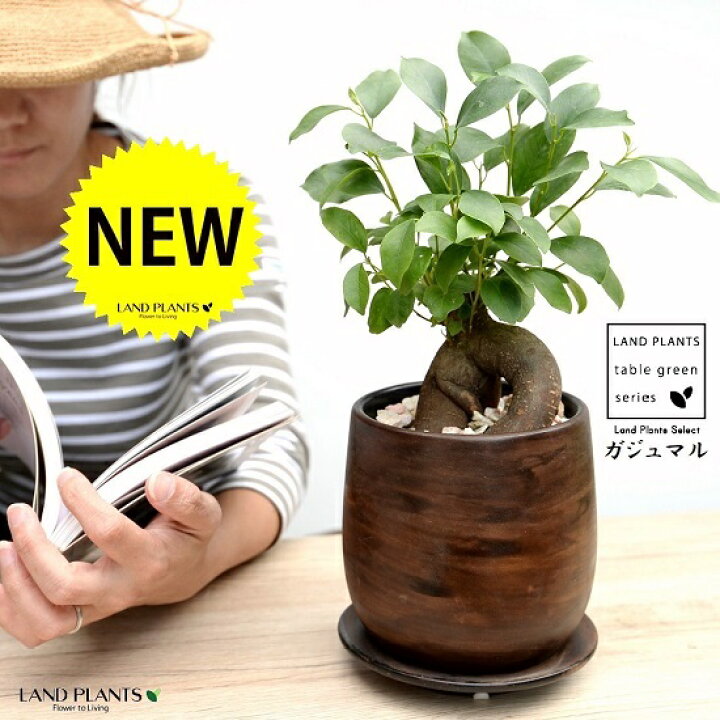 楽天市場 ガジュマル 幹太タイプ ウッド風 ペイント陶器鉢 Sサイズ 天然砕石 受皿 育て方 がじゅまるの木 ガジュマル 幸福をもたらす 多幸の樹 精霊 鉢植え 鉢 丸鉢 陶器 ブラウン 茶色 茶 こげ茶 ウォールナット 木目 木目調 観葉植物 植物 Land Plants 楽天